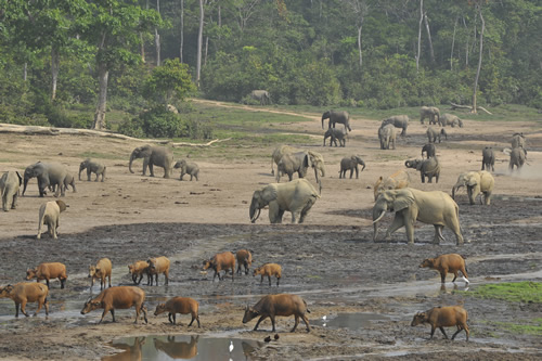 Congo safaris